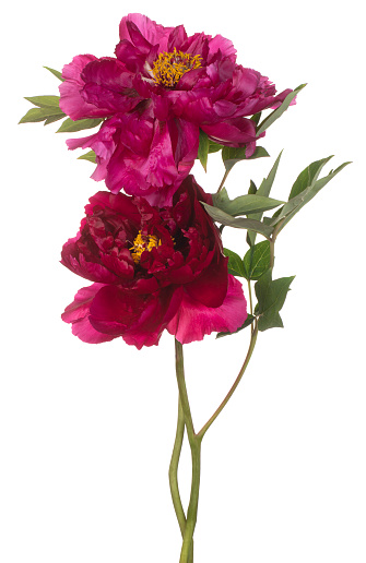 Studio Shot of Magenta Colored Peony Flowers Isolated on White Background. Large Depth of Field (DOF). Macro. Close-up.