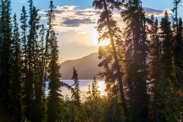 Stunning, colorful sunset seen in spring time from northern Canada with wonderful pink, purple, orange and yellow bright, vibrant colors. Spruce trees, woods, forest in foreground of scenic view.