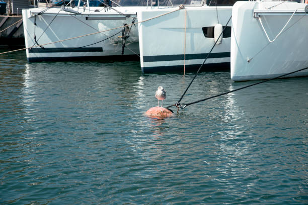 Sea gull with a bite fishing in a sea marina. Bird Standing on a buoy connecting with yachts. Yachting, Summer calm, funny bird image. Copy space