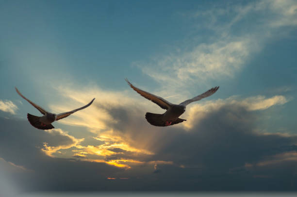 istock Homing pigeon flying 1497471984