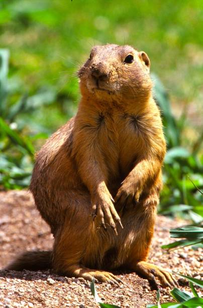 istock Prairie Dog - Albuquerque, New Mexico 1497472985