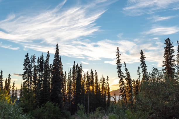 istock Summer time sunset with spruce tree, boreal forest silhouette in foreground 1497473125