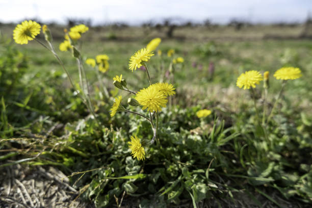 istock Yellow flowers in the field 1497473590