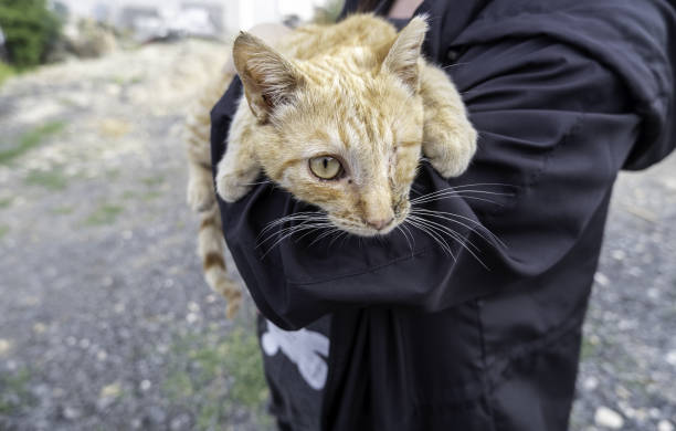 Chat avec un seul œil - Photo