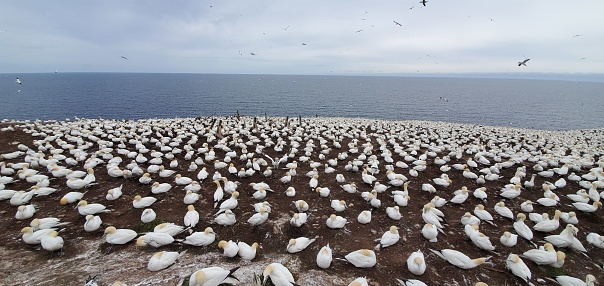 Northern Gannett colony Bonaventure Island Gaspesie Gaspe Peninsula Quebec Atlantic Coast sea birds