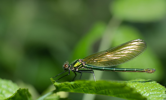 A shimmering green demoiselle sits on a blade of grass in the tall grass. The background is green with room for text.