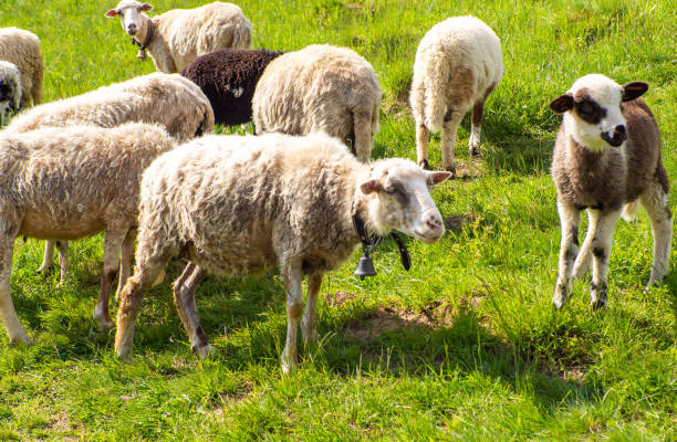 istock Fluffy sheep with bell on neck graze in carpathian mountains on a sunny day 1497478243