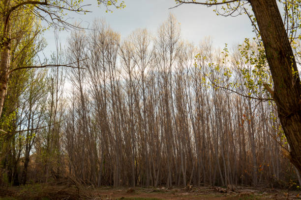 Landscape at sunset on a stormy spring afternoon, recently felled poplar forest. Sarrion Teruel Spain