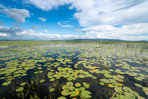 Isikli lake is famous with beautiful lotus  water lily flowers in summer time in Denizli  , Turkey