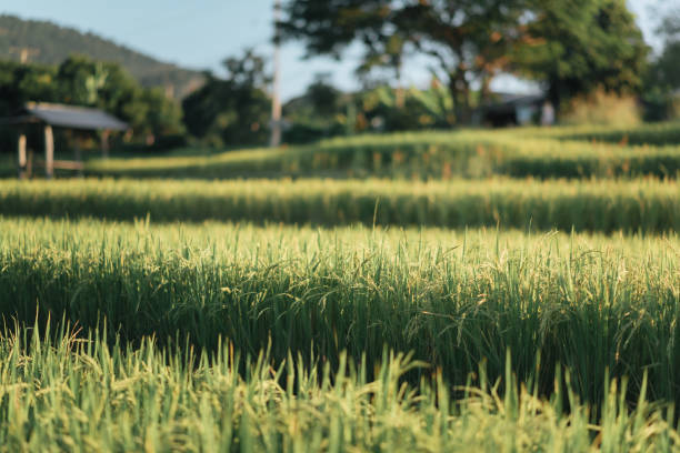 Free Stock Photo of Charming wooden hut amidst lush green rice paddies ...