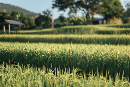 Rice grow in Thaitand  pfield.