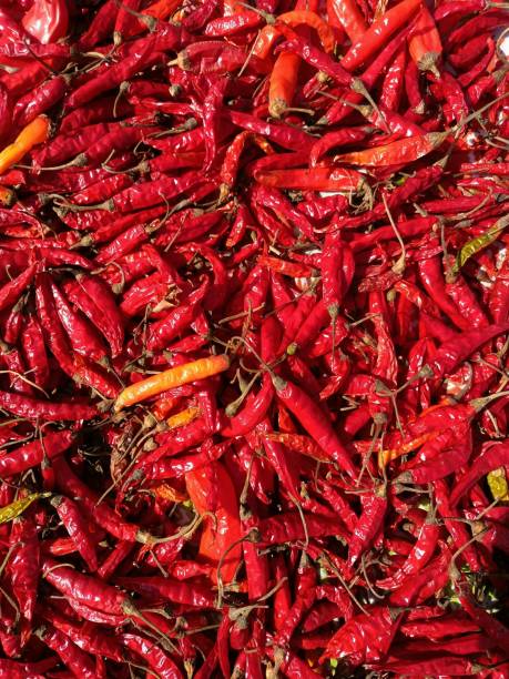 istock Dried Indian spicy chillies drying in sunlight 1497479417