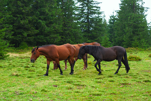 Beautiful Brown Wild horses on farms in the mountains, horses in the Carpathians on meadows near the forest
