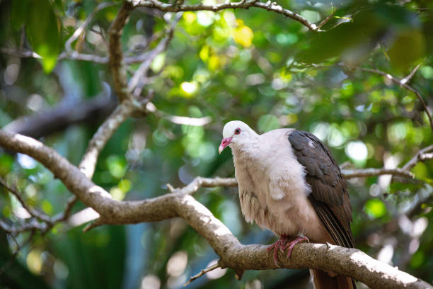taubenrose, nesoenas mayeri - kestrel hawk beak falcon stock-fotos und bilder