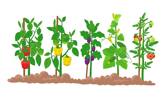 Farm panorama with garden with vegetables on the beds, eggplant ,tomatoes, cucumbers, peppers plant with mature fruits  on a white background. Vector illustration in cartoon style.