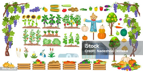 istock Big vegetable garden set. Set of farm in a cartoon style. Vector illustration of seedlings, greenhouse, scarecrow, vegetables, fruits and trees. Illustrations on white background for children 1497482510