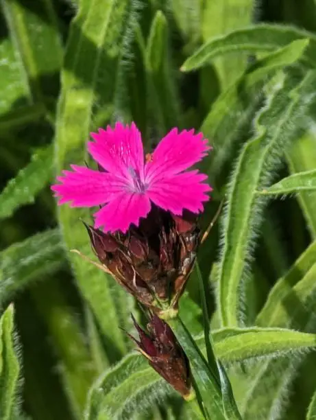 Close up of a single pink flower head surrounded by green leaves.