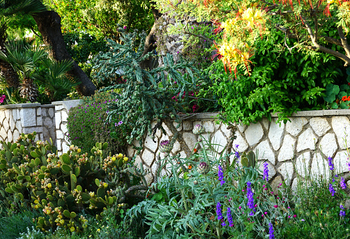 Romantic vintage garden with colorful various flowers and succulents in summer