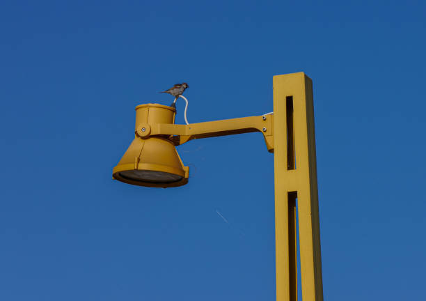 istock Low angle view of street light against clear blue sky 1497485708