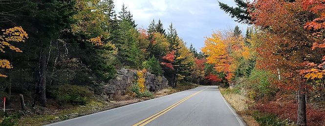 Paved roadway in the forest with stunning, colorful trees on both sides of the road.