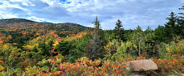 Groups of evergreen trees with colors of fall tucked between the evergreens set against a small mountain background.