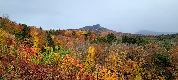 A large group of autumn trees against a threatening stormy sky amidst a mountainous area.