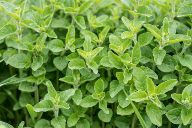 istock Green fresh mint growing on a farmer's field. 1497489701