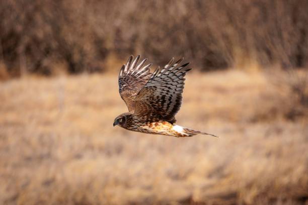 istock Majestic hawk soaring majestically over a barren field 1497490572
