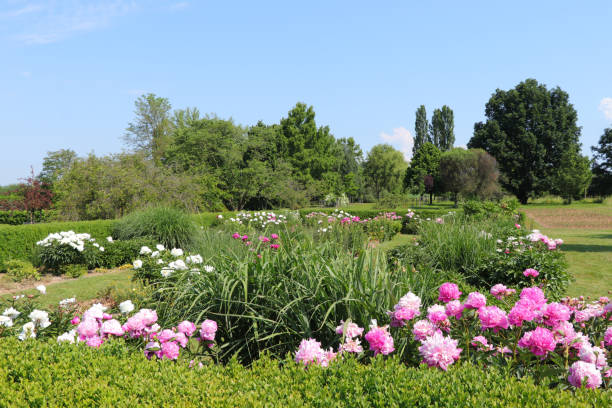 Peony garden Garden with lots of beautiful peonies. smoke bush blooming stock pictures, royalty-free photos & images