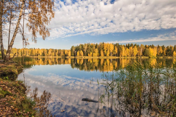 istock autumnal lake near the forest 1497495652