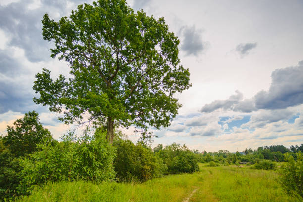 Summer field under overcast sky with clouds