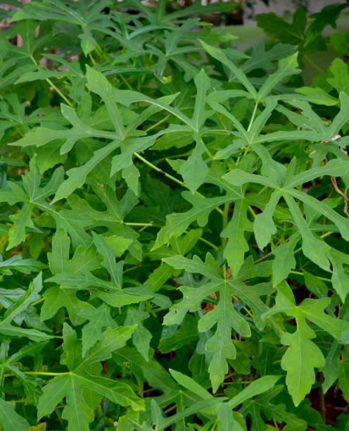 A herbal medicinal plant called Cnidoscolus aconitiveolius, commonly known as chaya, tree spinach, or spinach tree, is a large, fast-growing. In Indonesia this plant is called Japanese Papaya una planta medicinal a base de hierbas llamada cnidoscolus aconitiveolius, comúnmente conocida como chaya, espinaca de árbol o árbol de espinaca, es una planta grande y de rápido crecimiento. en indonesia esta planta se llama papaya japonesa