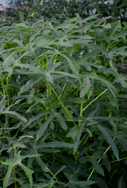 A herbal medicinal plant called Cnidoscolus aconitiveolius, commonly known as chaya, tree spinach, or spinach tree, is a large, fast-growing. In Indonesia this plant is called Japanese Papaya una planta medicinal a base de hierbas llamada cnidoscolus aconitiveolius, comúnmente conocida como chaya, espinaca de árbol o árbol de espinaca, es una planta grande y de rápido crecimiento. en indonesia esta planta se llama papaya japonesa