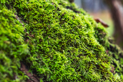 Closeup of tree bark with green moss