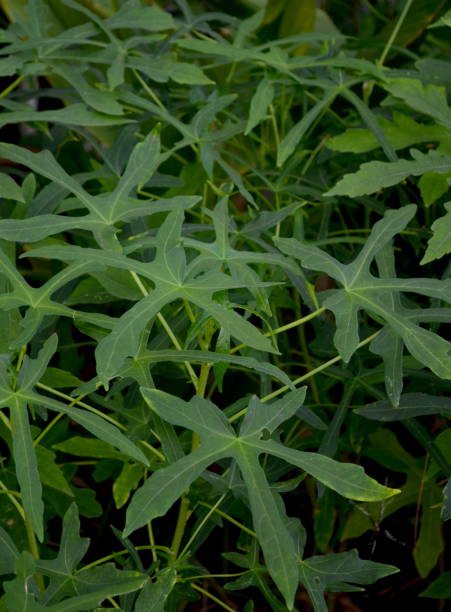 A herbal medicinal plant called Cnidoscolus aconitiveolius, commonly known as chaya, tree spinach, or spinach tree, is a large, fast-growing. In Indonesia this plant is called Japanese Papaya una planta medicinal a base de hierbas llamada cnidoscolus aconitiveolius, comúnmente conocida como chaya, espinaca de árbol o árbol de espinaca, es una planta grande y de rápido crecimiento. en indonesia esta planta se llama papaya japonesa