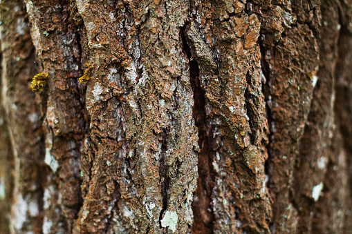 Pieces of birch and pine bark isolated on white