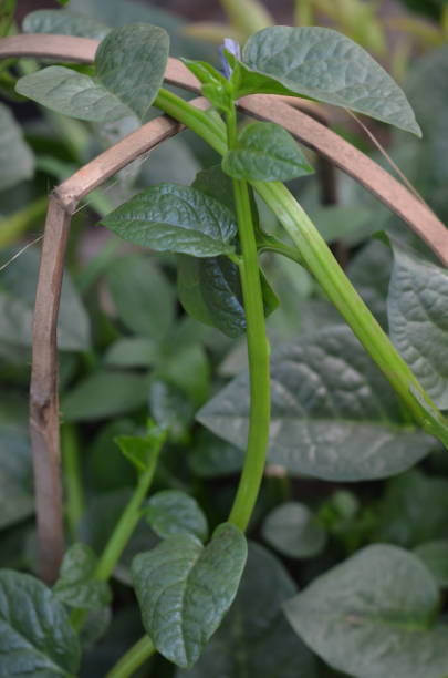 istock The Basella alba plant is known by common names including Malabar spinach, vine spinach, Ceylon spinach and Indian spinach 1497497628