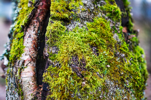 Old eucalyptus tree bark with moss on it, Tenerife, Canary Islands