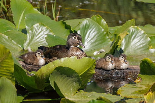 wood duck and chicks at Vancouver BC Canada
