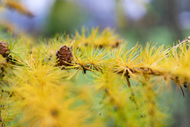 Branch of yellow European larch tree