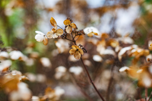 Autumn in garden, hydrangea bush