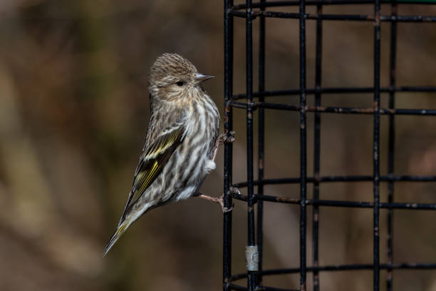 pine zeisig vogel - fichtenzeisig stock-fotos und bilder