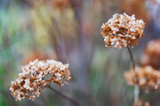 Full frame shot of dried forests plants in winter, forming a beautiful natural background image in subtile brown autumn colours