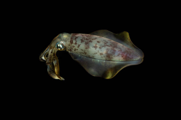 220+ Bigfin Reef Squid Stock Photos, Pictures & Royalty-Free Images