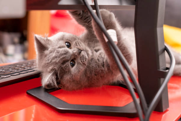 istock purebred british shorthair gray cat with brown eyes, 3 months old, playing with computer cables. 1497504969