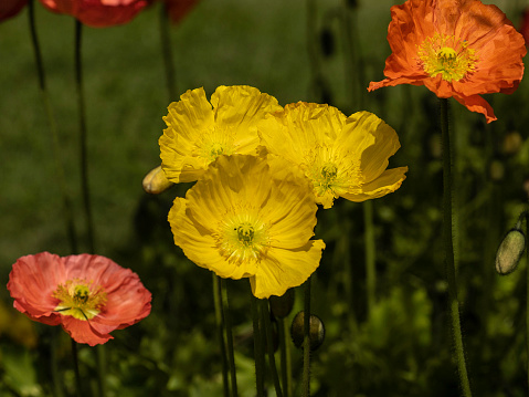 Close up of multi coloured Iceland Poppies