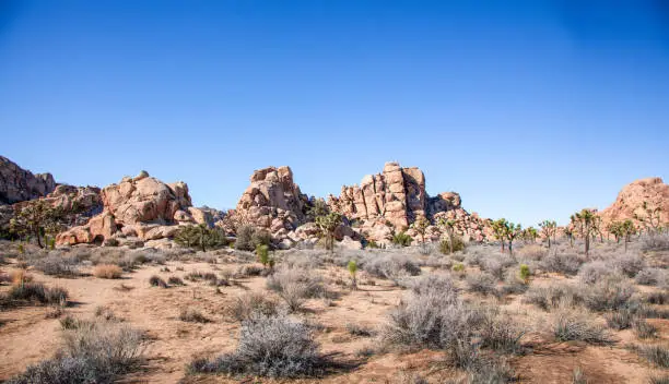 Panoramic landscape filled with giant boulders and ancient Joshua Trees in Joshua Tree National Park