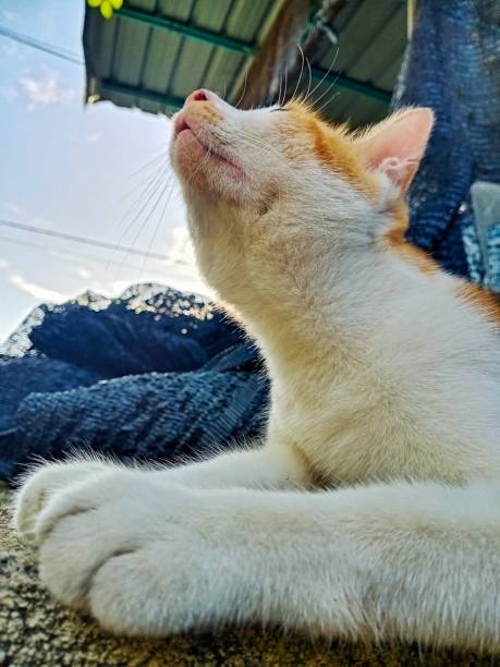 Cat pretend to howl