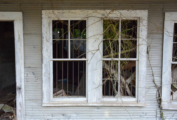 istock Plant Bursts Out of Window 1497509616