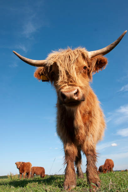 istock Scottish highland cow in field 1497512224